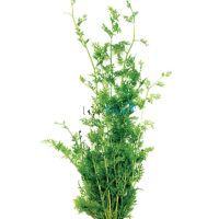 Lace Fern Bunch