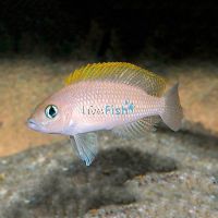 Lamprologus Caudopunctatus 5cm 