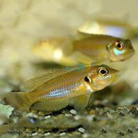 Lamprologus Ocellatus Gold - Zambia 3.5cm 