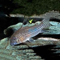 Julii Corydoras 4cm - Leopard