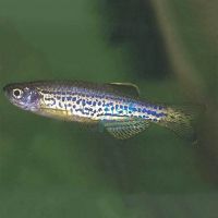 Leopard Danio 3.5cm
