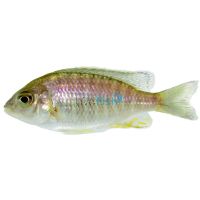 Lethrinops Gold Harbour Is - Monkey Bay 3.5cm