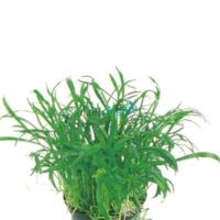 Lilaeopsis Potted
