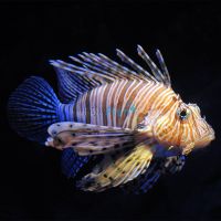 LionFish Volitans Black 