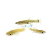 Live Feeder Fish - Guppy (Local) 2cm