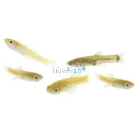 Live Feeder Fish - Guppy (Local) 3cm