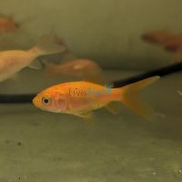 Local Comet Red (Small)