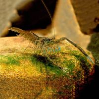 Long Armed Freshwater Shrimp 5cm