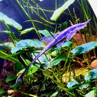Long Nose Whiptail 5cm