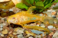 Albino Longfin Corydoras 3cm