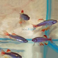 Juvenile Longfin White Cloud 3.5cm