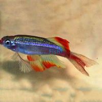 Juvenile Longfin White Cloud 2.5cm