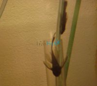 Assorted Longfin Bristlenose Catfish 4cm