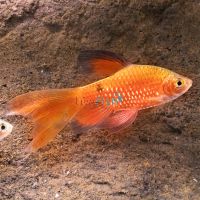Longfin Rosy Barb Male 5.5cm