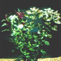 Ludwigia Bunch
