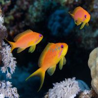 Female Lyretail Anthias - Medium