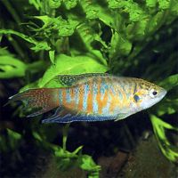 Paradise Fish 6cm