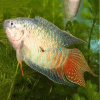 Paradise Fish 5cm