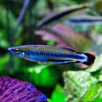 Madagascar Raibow 7cm