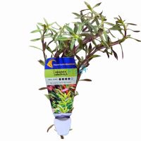 Magenta Limnophila Green Stem - Bunch