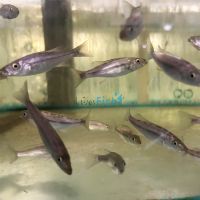 Malawi Barracuda 5cm