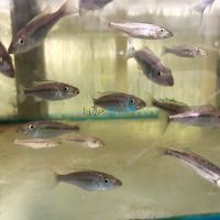 Malawi Barracuda 5cm