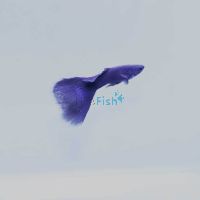 Male Elephant Ear Black Guppy 3.5cm
