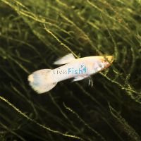 Male Platinum Guppy 3.5cm