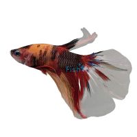 Male Betta Halfmoon Koi 6cm