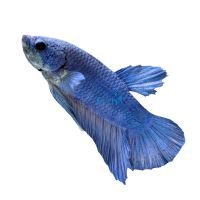Male Betta Plakat Blue Steel Mask 4cm