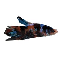 Male Betta Plakat Galaxy Koi 5cm
