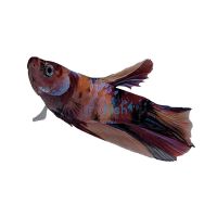 Male Betta Plakat Halfmoon Nemo Koi 5cm