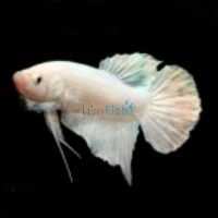 Male Betta Shortfin White 4cm