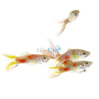 Male Blue Scissortail Guppy 3.5cm