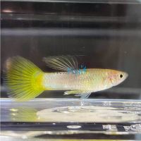 Male Bumble Bee Guppy 3.5cm