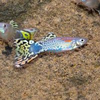 Male Cobra Leopard Tail Guppy 3.5cm