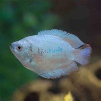 Male Coral Blue Dwarf Gourami 4cm