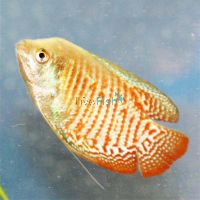 Male Dwarf Gourami 5cm