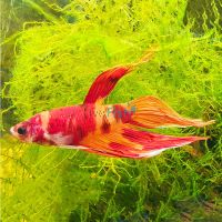 Male Fancy Betta - Grade A 5cm