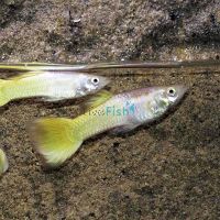 Male Metalic Yellow Guppy 3.5cm