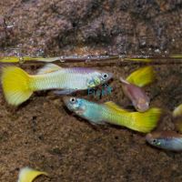 Male Metalic Yellow Guppy 3.5cm