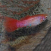Male Pink Pastel Guppy 3.5cm