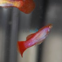Male Pink Pastel Guppy 3.5cm