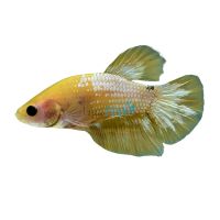 Male Plakat Hellboy S. Betta 4cm