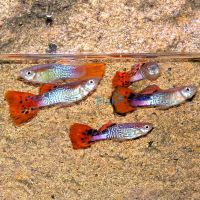 Male Red Cobra Guppy 3.5cm