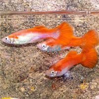Male Flamingo Red Guppy 3.5cm