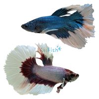 Male 'Select' Halfmoon Butterfly FIghter 5cm