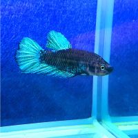 Male Siamese Betta Black Light 6cm