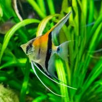 Manacapuru Angelfish 3.5cm