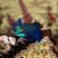 Mandarin Fish - Medium 